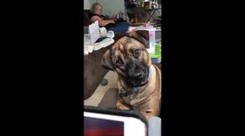 Confused dog tilts head adorably as he hears whistling sound