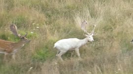 Rare albino deer frolicks with friends