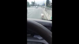 Runaway pig sparks traffic chaos