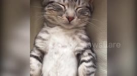 Cat the best sleep mode