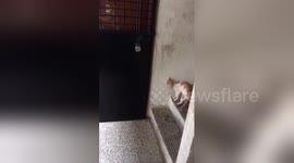 Newsflare Edit - Impatient cat bangs on door demanding to be let in