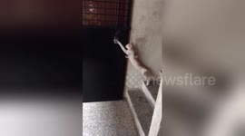 Impatient cat bangs on door demanding to be let in