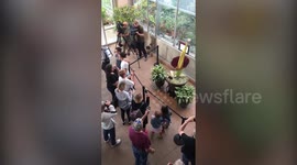 Rare corpse flower which smells like rotting flesh has attracted swarms of visitors
