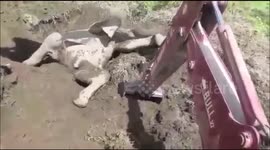 Writhing baby elephant stuck in mud pit with legs in the air rescued by JCB driver