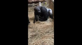 5 month old gorilla Moke interacts with dad, silverback Baraka.