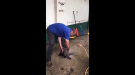 RNLI crew rescue and saved Eagle Owl which was stuck in mud