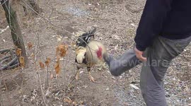 Cockerel tries to avoid man's boot