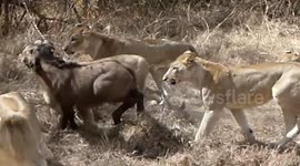 Tourists watch pride of lioness hunting down baby buffalo