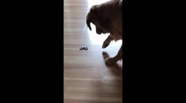 my mom bought my dog a fidget spinner... https://t.co/DRxPcUyL0K