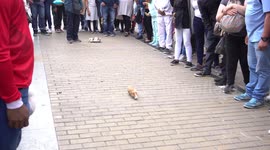 El Septimazo