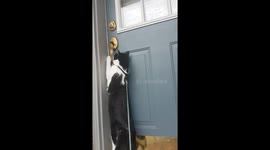 This cat learned how to open the front door by herself