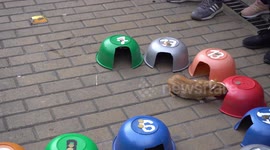 Gambling with guinea pigs in Colombia