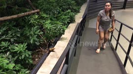 Giant African snail seen on a wall