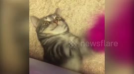 Cat playtime moments