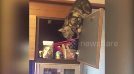 She walk on cabinet