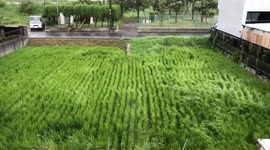Resident films 'dancing rice field' as Typhoon Jebi hits Japan