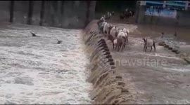 Flash floods wash away cattle crossing India bridge in chilling video