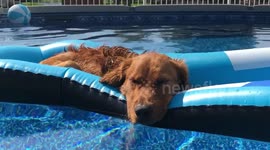 Golden retriever chilling on a pool float looks incredibly content