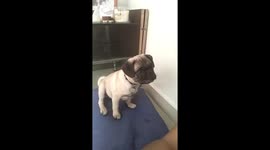 Adorable Pug staring at his mom