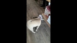puppie Pug playing with his mom
