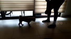Training a puppy Pug