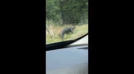 Massive alligator climbs through barbed-wired fence