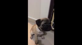 Cute puppie Pug learning how to eat
