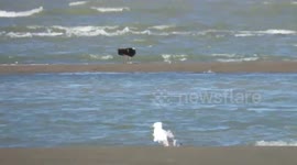 Osprey and windswept seagull at Iona beach