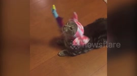 Cute cat with special ears