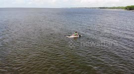 drone shot of paddle boarders with dolphin swimming nearby