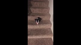 Adorable puppy throws tiny tantrum when he can't get down the stairs
