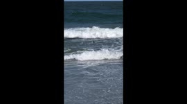 Shark in Brigantine, New Jersey