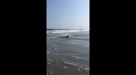 Shark Caught in Brigantine, New Jersey