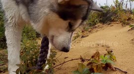 Alaskan Malamute Picking Wild Black Berries