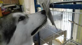 How to introduce your Alaskan Malamute to your Cockatiel