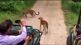 Dramatic moment brave dog stands ground against leopard in forest