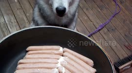 Alaskan Malamute Sojou wants to be camp cook