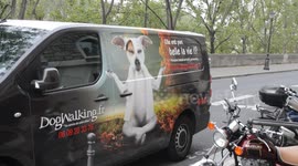 A french dogwalking society (Dogwalking.fr).Paris, France, Quai des Orfèvres