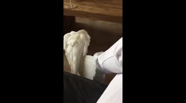 Shake your body and sing