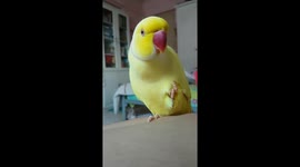 This parrot has an identity crisis and thinks he’s a banana