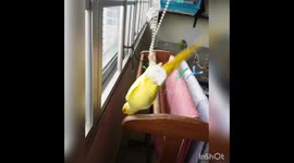 Gymnastics parrot in training