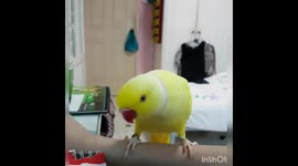 Parrot dancing to Havana by Camila Cabello