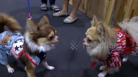 Furry friends strut their stuff at Bangkok Pet Expo