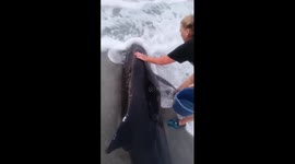 Pygmy killer whale stranded off US coast