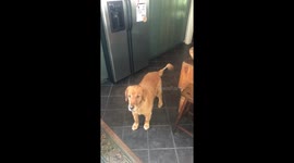 Dog catches tail and ends up with a funny haircut