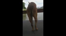 Dog looks over the back of river boat