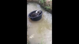Dog floating down canal in plastic tub