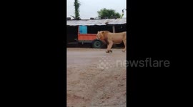Dog drives away lion spotted walking through village in India