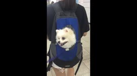 Adorable dog sits in backpack while travelling on subway