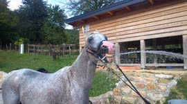 Hilarious horse shower gone wrong